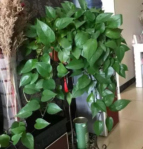 养花的盆要不要戳些洞,养花小知识小技巧大全图解