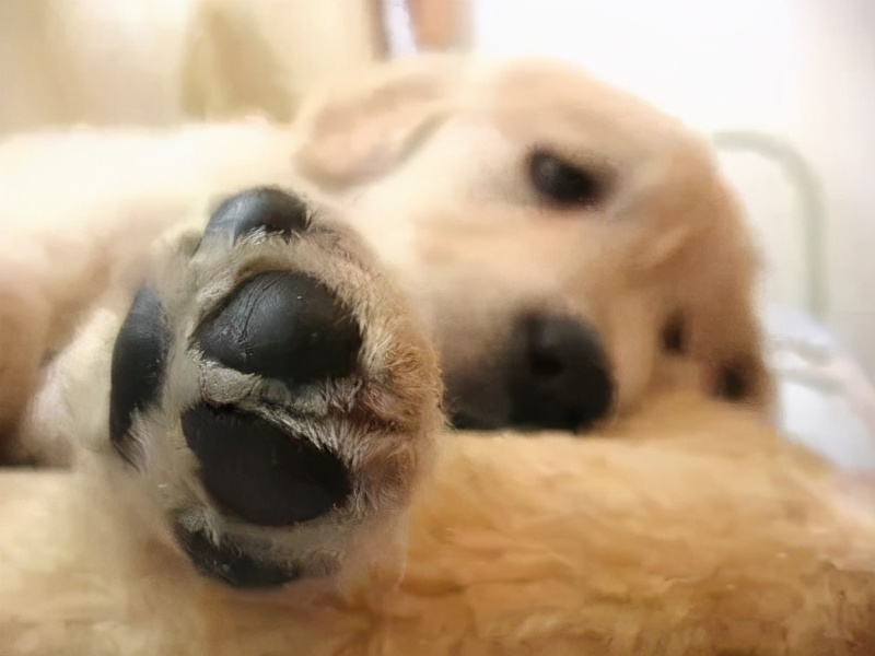 狗狗怎么避免趾间炎,狗狗趾间炎怎么预防