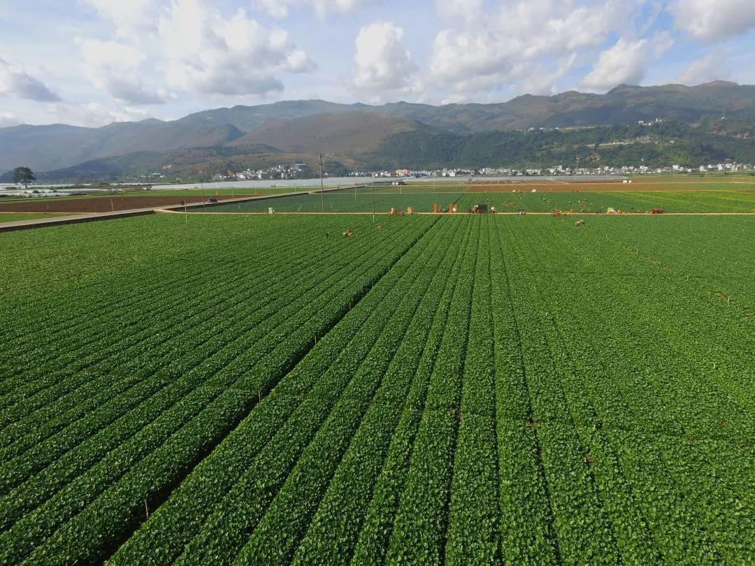 红河弥泸一体化发展,云南弥勒全域林业生态示范项目