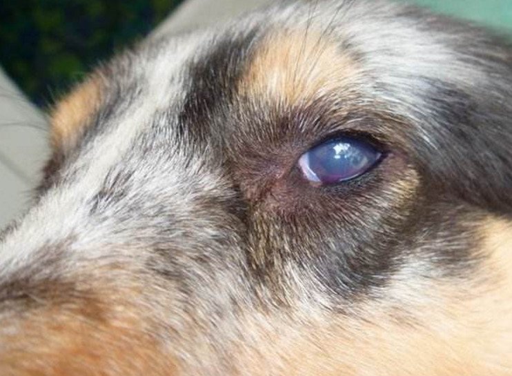 狗狗白内障并发青光眼怎么治,狗狗白内障和结膜炎的区别