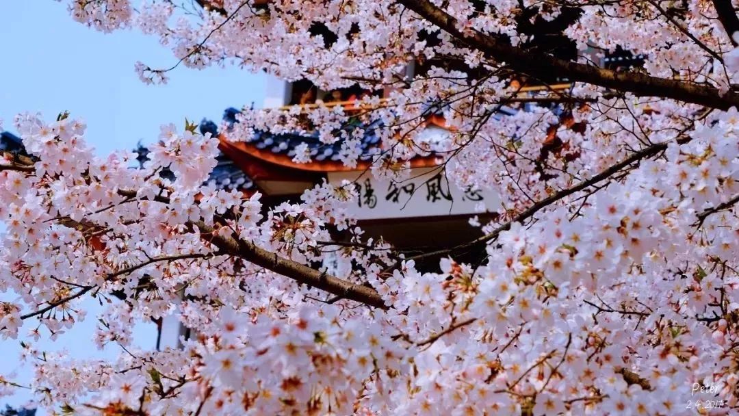 世界最美赏樱地,武汉是全球公认的三大赏樱胜地