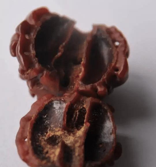 高价收藏的一串50年爆老金刚，被敲开后，玩友懵逼了，还可以这样