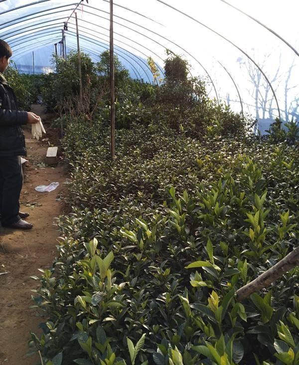 什么样的花好养又耐活,哪些花坑人