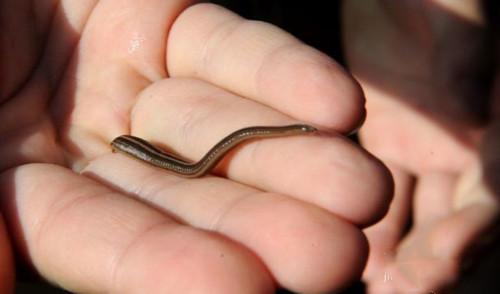 儿童水生物,儿童水中毒致死