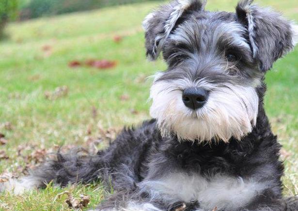 爱狗的女生性格特点雪纳瑞,雪纳瑞犬的性格