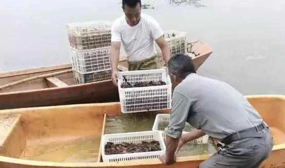 养小龙虾几月份放苗好养活呢,小龙虾养殖五大注意事项介绍