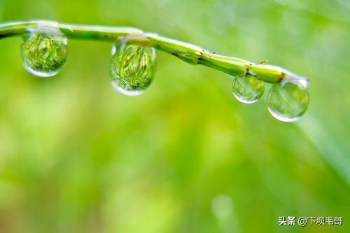 稻田地里长野草,稻田的野草可以当草药吗