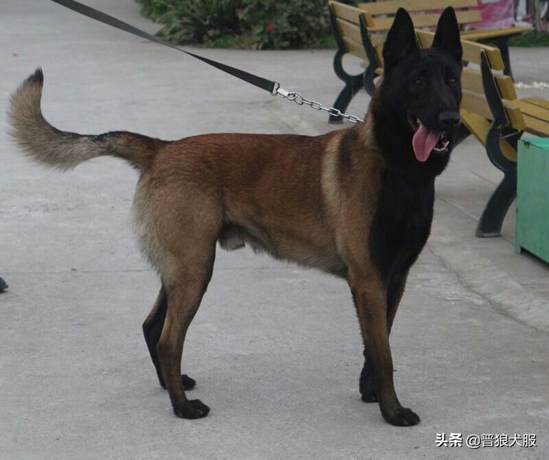 马犬代训一个月的效果,训马犬的正确方法和注意事项