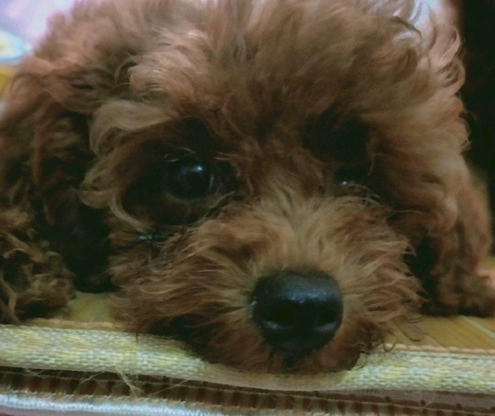 如果一岁不到的狗狗难产了怎么办,狗狗难产人工怎么帮他弄