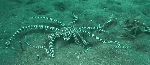 太平洋巨型章鱼为什么产卵后死去 (章鱼产卵后的死亡无法避免吗)