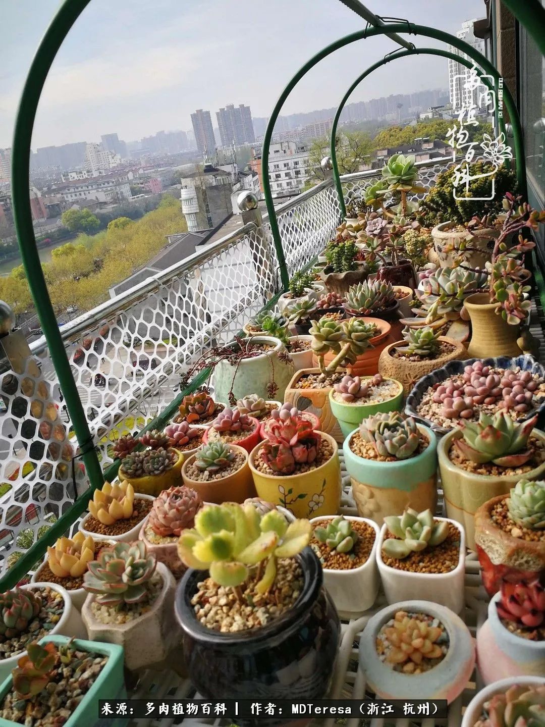 养好能养好的才是王道！期待多肉们的华丽转身