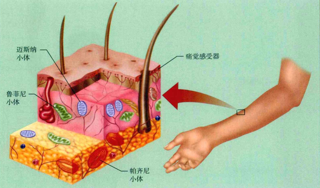 心理学的生物学基础知识,生物心理学知识书籍