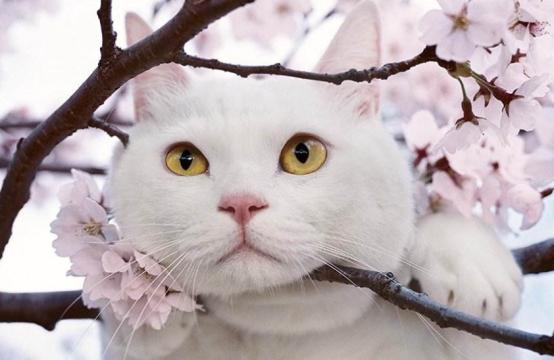 铲屎官曾经养过的宠物,铲屎官抓很多猫咪