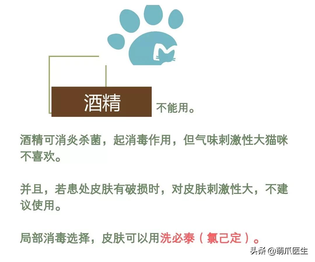 猫咪下巴长了黑头？千万别去抠，那是猫咪患上了毛囊炎的症状