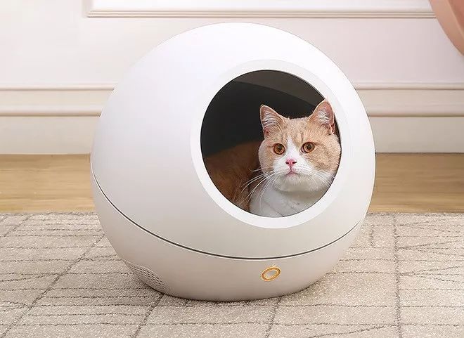 小佩闷死猫事件,小佩猫窝闷死猫