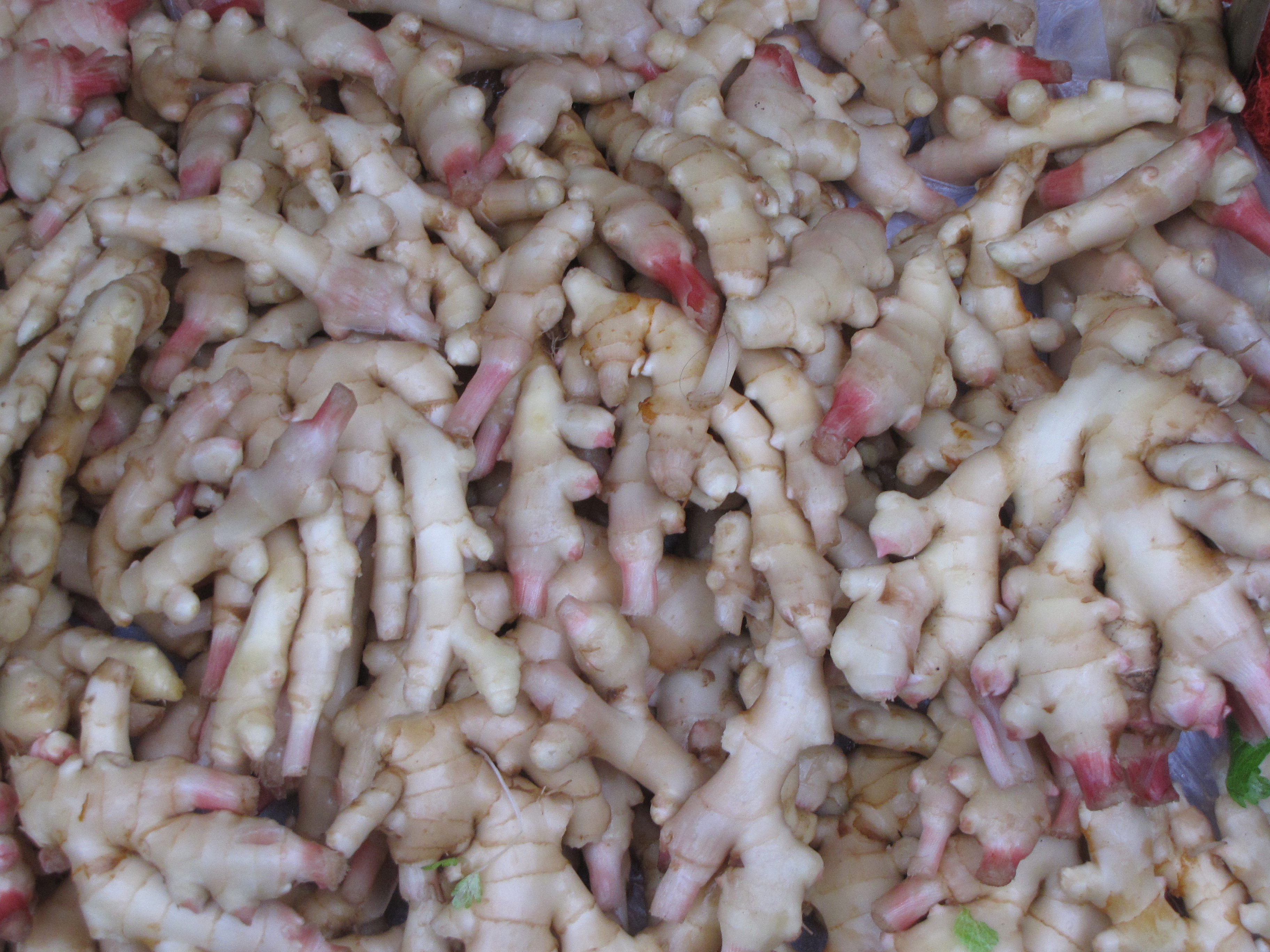 生姜生长周期达到多久适合做姜种,要种生姜的小技巧