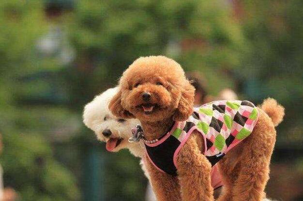 怎样挑选50天的泰迪犬,小型犬为啥不推荐泰迪犬