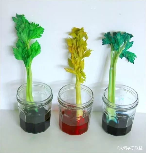 科学实验好奇心,科学入门小实验