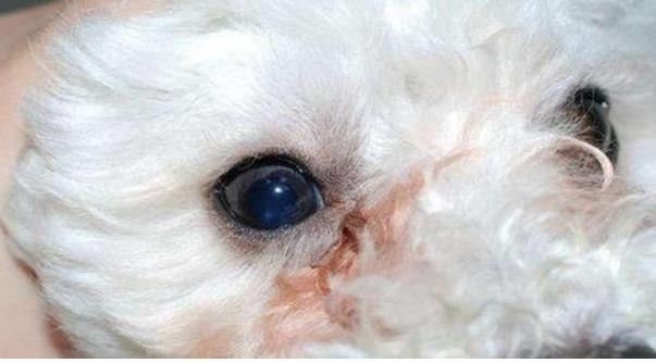 比熊犬总有泪痕怎么办,比熊犬最近眼屎多是怎么回事