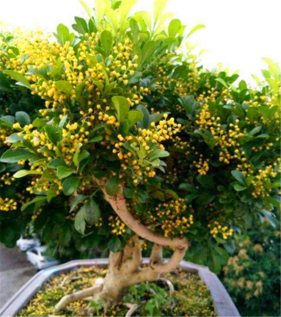 冬季米兰换盆的正确方法,怎么能让米兰花开得香呢