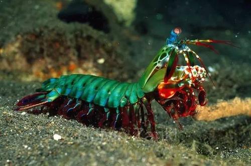 皮皮虾小朋友表情包,皮皮虾特别火的小孩子表情包