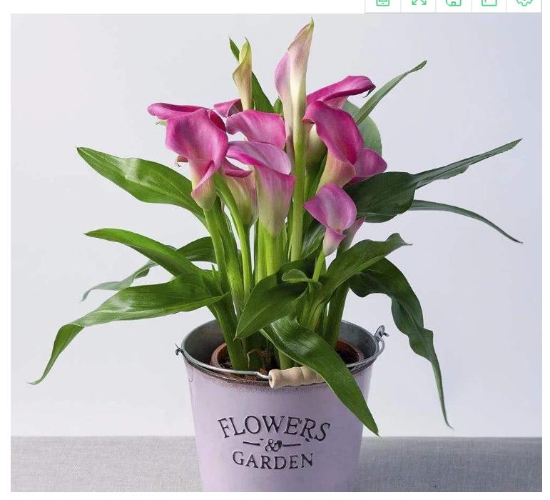 网购的植物好看又好养活的有哪些,网上买什么植物好看好养