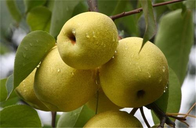 梨树病虫害防治一览表,梨树病虫害防治时间表最新