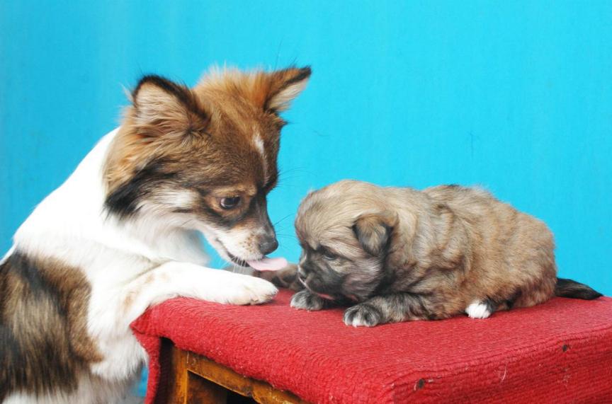 膀胱炎应该吃哪种狗粮,宠良狗粮幼犬吃怎么样