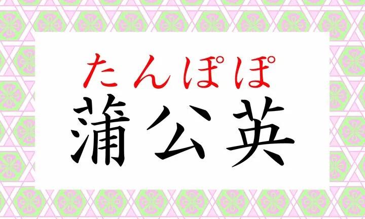 蒲公英用日语怎么说,蒲公英怎么说日语