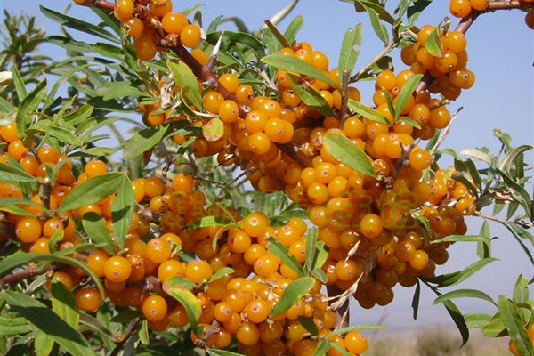 维生素a缺乏吃什么补充,羟基维生素d缺乏如何补充