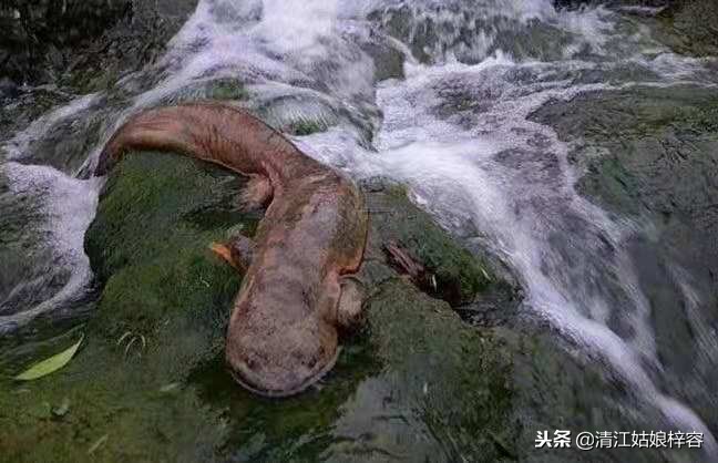 贫困山区农民想养娃娃鱼脱贫？希望变绝望全砸手里了，出路在哪