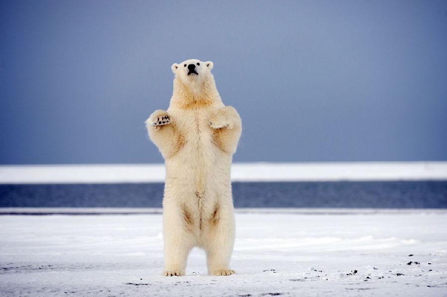 北极熊捕杀海豹的视频,北极熊捕杀海豹的真实过程