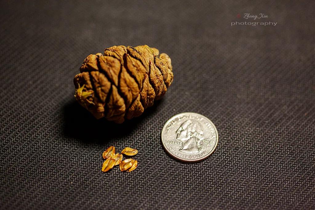 人类用8年就灭亡的动物,人类用八年就灭杀的动物