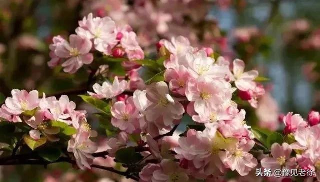南阳赏花最佳地点,南阳春天赏花的地方有哪些推荐