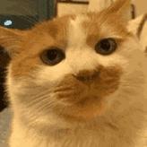 张嘉倪护肤油,张嘉倪分享化妆品