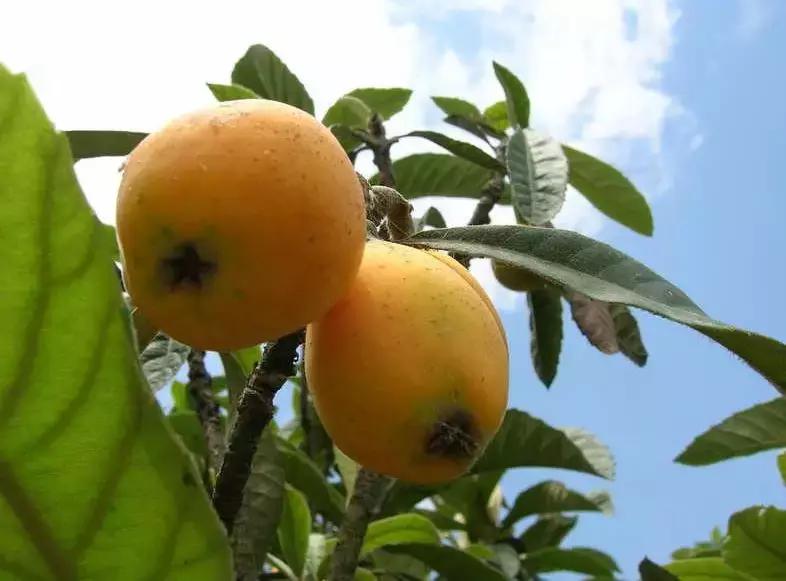 我的养蚕日记蚕的一生,我的养蚕记录感言