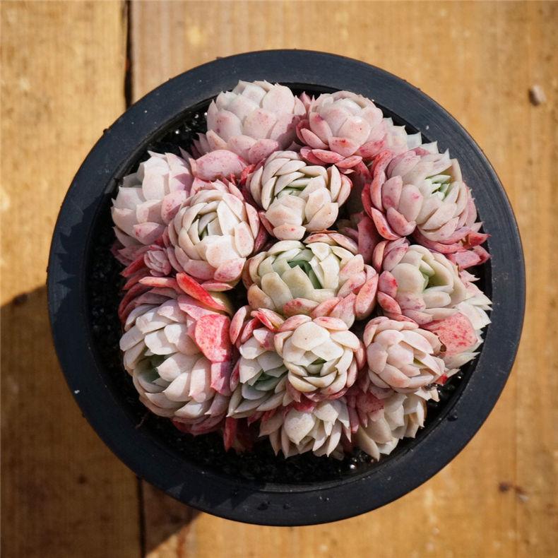 多肉颜值高,多肉植物颜值高的有哪些