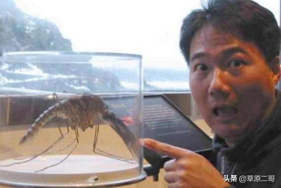 顶呱呱知识科普,顶呱呱科普小知识动画