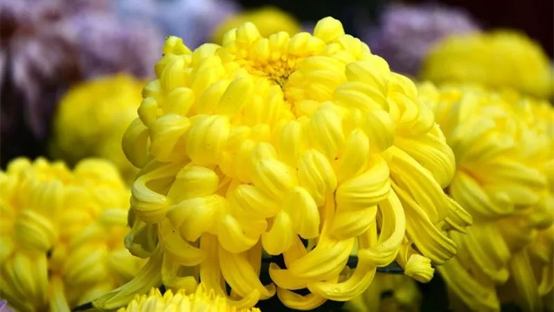 深秋时节的菊花展诗情画意,秋日赏菊30幅菊花图