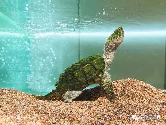 十个经验小法则让你养龟更轻松,养龟技巧视频教程全集