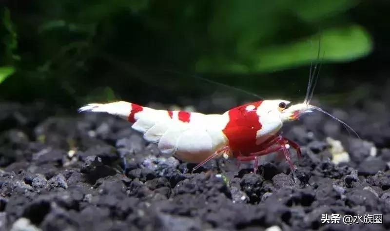 水晶虾怎么来的,水晶虾如何鉴赏