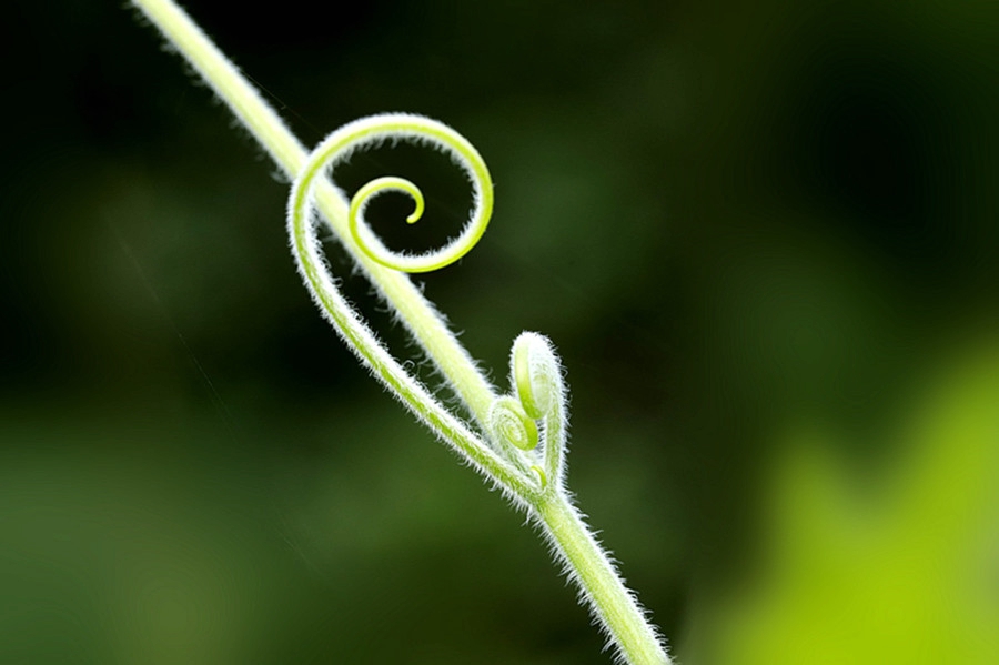 扫落叶的诗句,扫落叶优美诗句