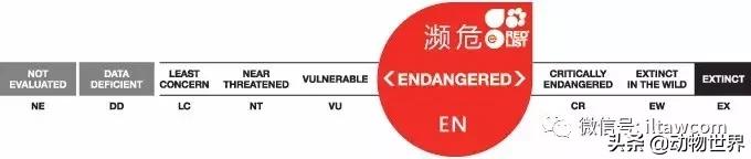 企鹅没有毛还能生活在北极,企鹅没有冰能生活吗
