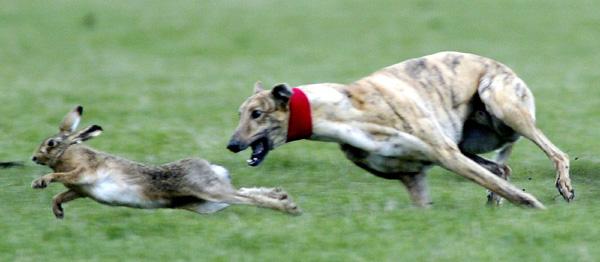 狗狗四个腿各跑各的,外国的狗狗品种