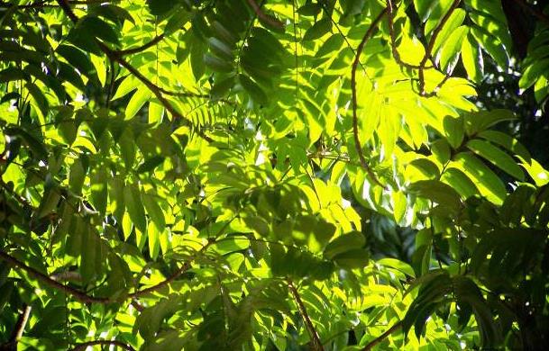 南昌市足球幼儿园,2021年全国足球特色幼儿园示范园