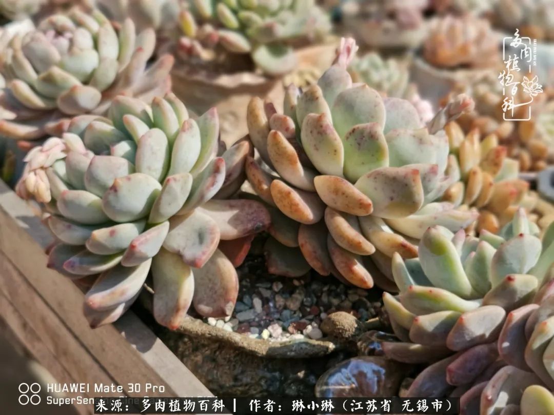 多肉变美是需要时间的,千万别辜负了多肉变美的黄金季节