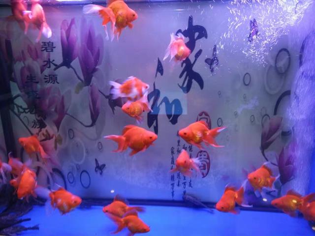 观赏鱼买商家还是买个人,观赏鱼买的时候好好的入缸就生病