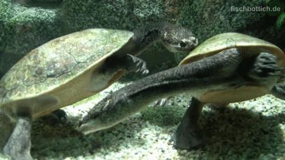 龟龟长大了,我滴个龟龟是什么意思