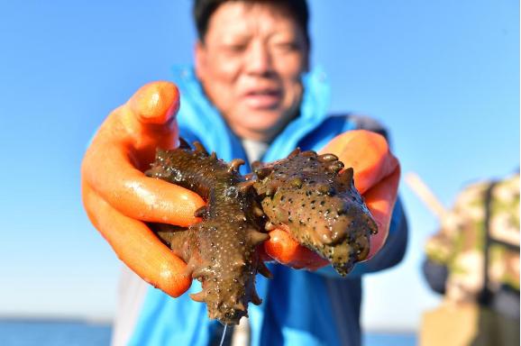 辽宁大连海参采捕正当时,辽宁大连海参捕捞视频