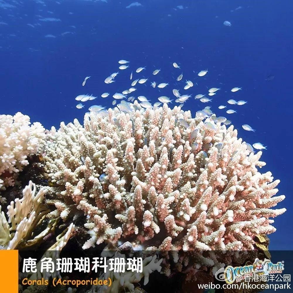 日照海洋公园闭园时间,海昌海洋公园开园闭园时间